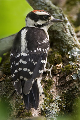 Male Downy Woodpecker 7194