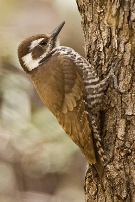Female Arizona Woodpecker 5691