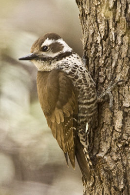 Female Arizona Woodpecker 5693
