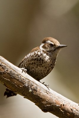 Female Arizona Woodpecker 5700