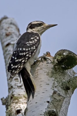 Female Hairy Woodpecker 6229