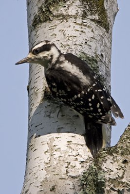 Female Hairy Woodpecker 6252