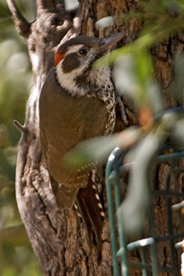 Male Arizona Woodpecker 0096