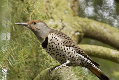 Female Northern Flicker (red-shafted)1428