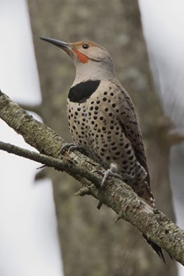 Male Northern Flicker (red-shafted) 1442