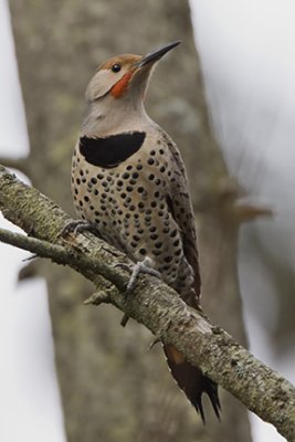 Male Northern Flicker (red-shafted) 1482