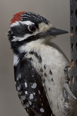 Nuttall's Woodpecker 1836