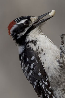 Nuttall's Woodpecker 1839
