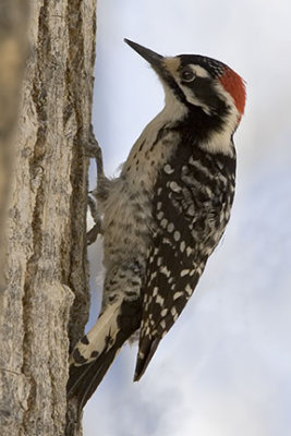 Nuttall's Woodpecker 1868