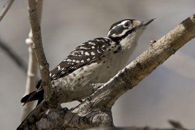 Female Nuttall's Woodpecker 1891
