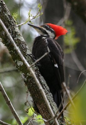 Female Pileated Woodpecker 8240