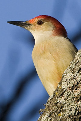 Red-bellied Woodpecker 0158