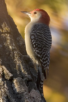 Red-bellied Woodpecker 0176