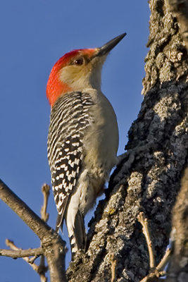 Red-bellied Woodpecker 0186