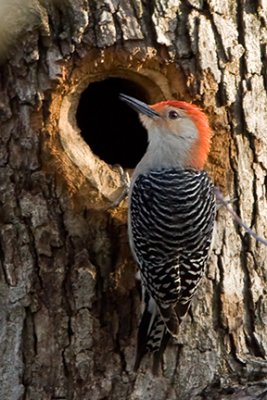 Red-bellied Woodpecker 6000