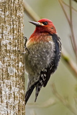 Red-breasted Sapsucker 1668