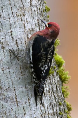 Red-breasted Sapsucker 1701