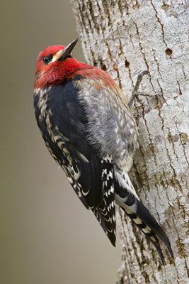 Red-breasted Sapsucker 1763