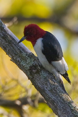 Red-headed Woodpecker 6891