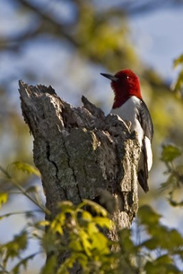 Red-headed Woodpecker 6910a