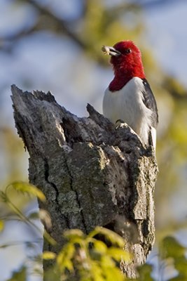 Red-headed Woodpecker 6926a