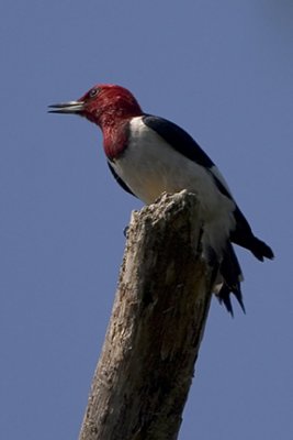 Red-headed Woodpecker 6934