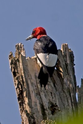 Red-headed Woodpecker 6957