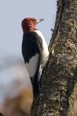 Red-headed Woodpecker 9342