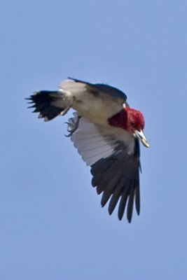 Red-headed Woodpecker 9386
