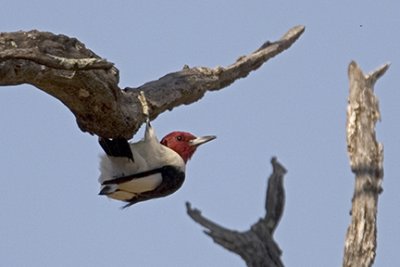 Red-headed Woodpecker 9406