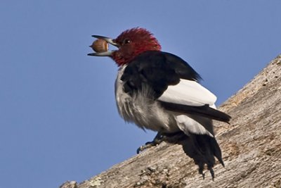 Red-headed Woodpecker 9481