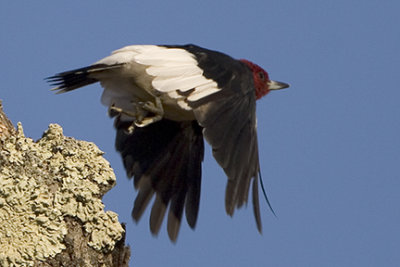 Red-headed Woodpecker 9492