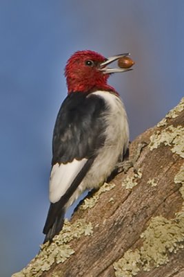 Red-headed Woodpecker 9508