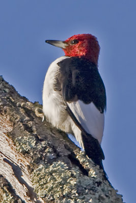 Red-headed Woodpecker 9570