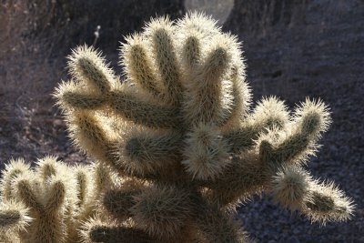 Cholla Cactus