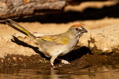 Green-tailed Towhee