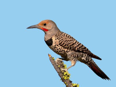 Northern Flicker