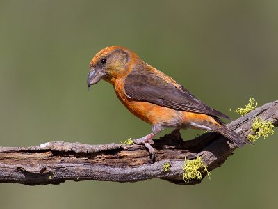 Red Crossbill