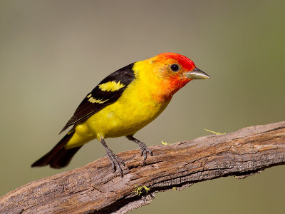 Western Tanager