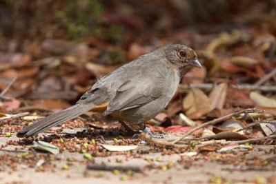 California Towhee