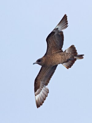 Pomarine Jaeger