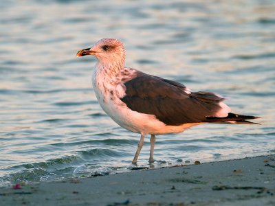 Lesser Black-backed Gull