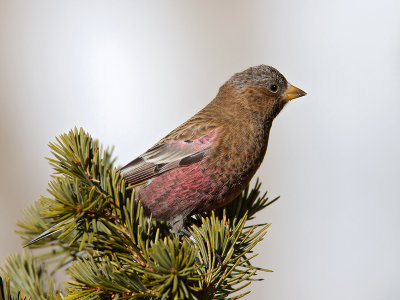 Brown-capped Rosy Finch