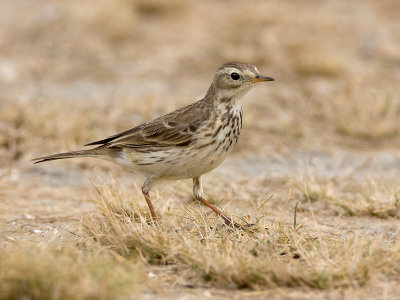 American Pipit