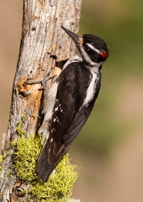 Hairy Woodpecker