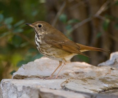 Hermit Thrush