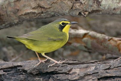 Kentucky Warbler