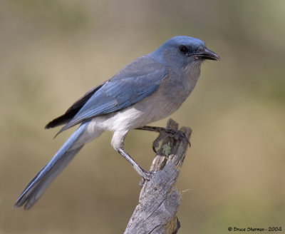 Mexican Jay