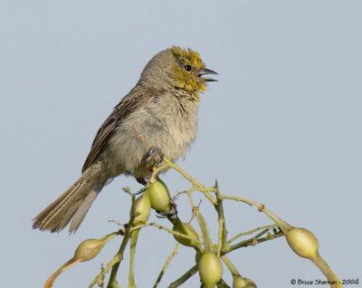 Verdin