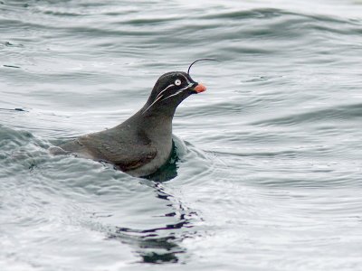 Whiskered Auklet